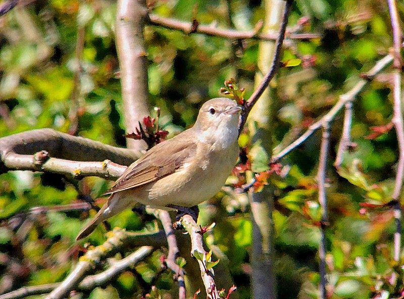Garden Warbler