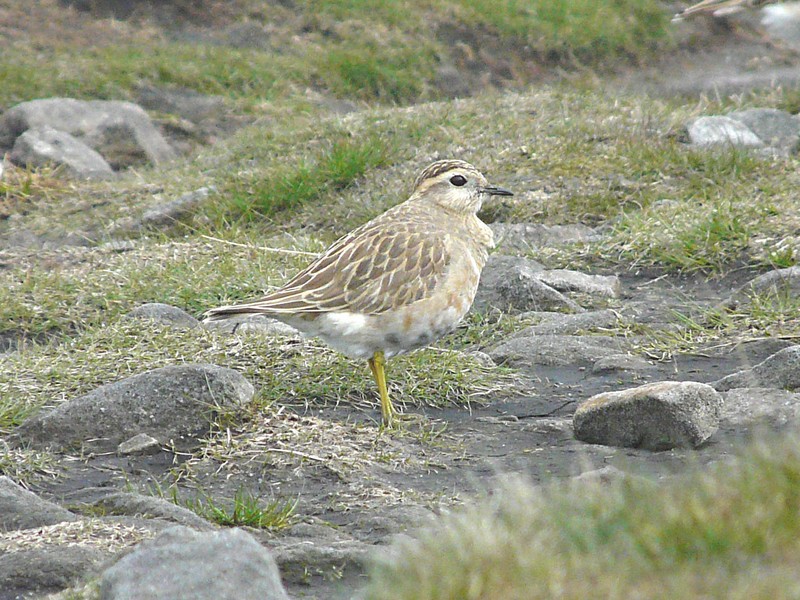 Dotterel