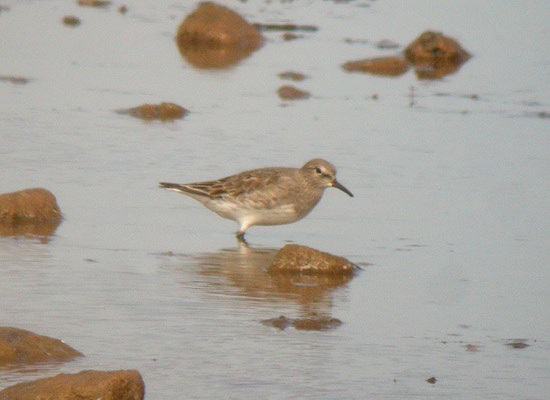 White-rumped Sandpiper