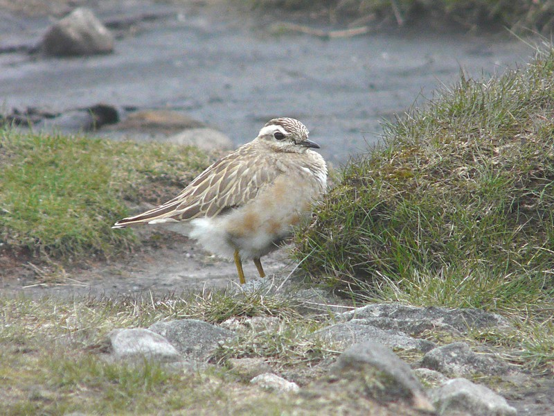 Dotterel
