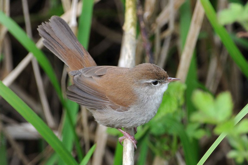 Cetti's Warbler