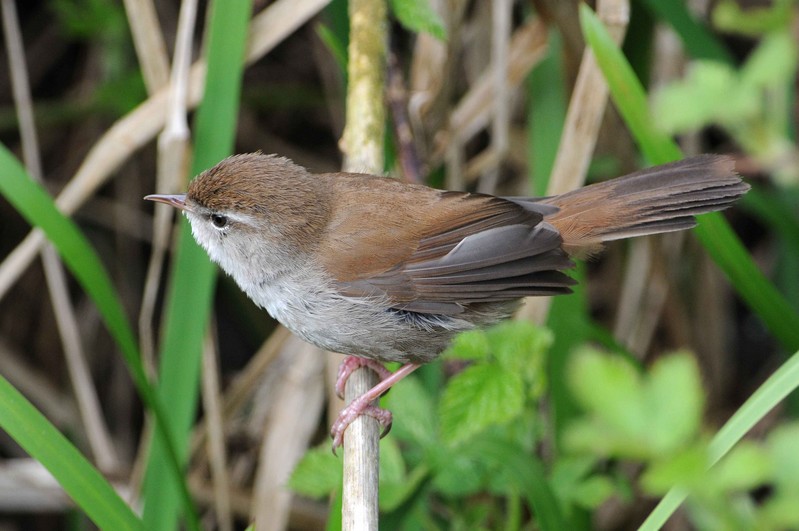 Cetti's Warbler