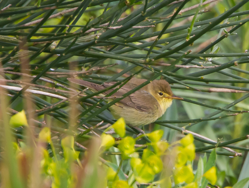 Melodious Warbler