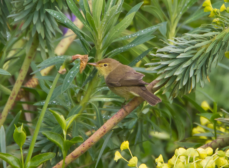 Melodious Warbler