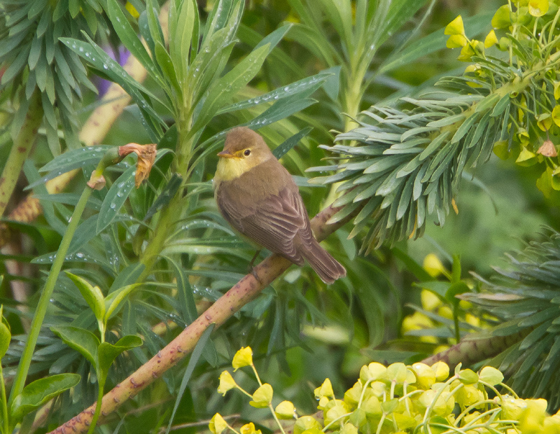 Melodious Warbler