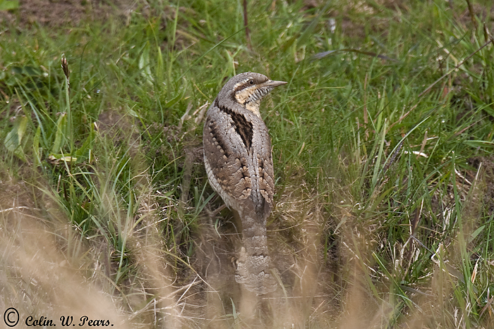 Wryneck