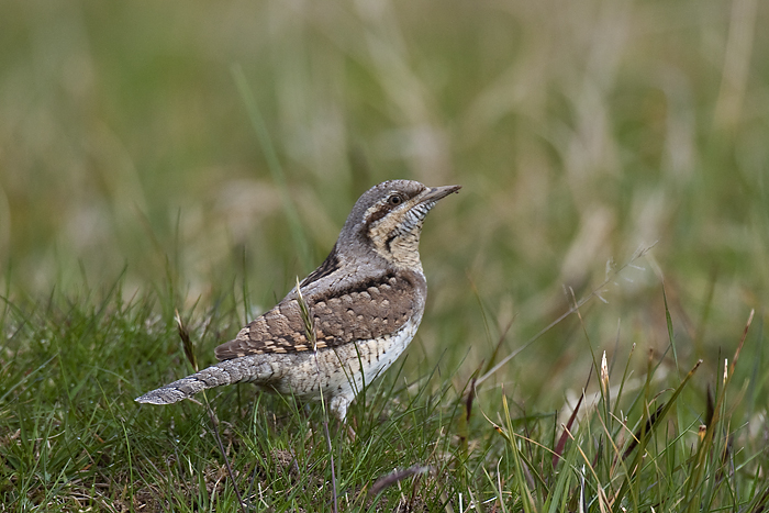 Wryneck