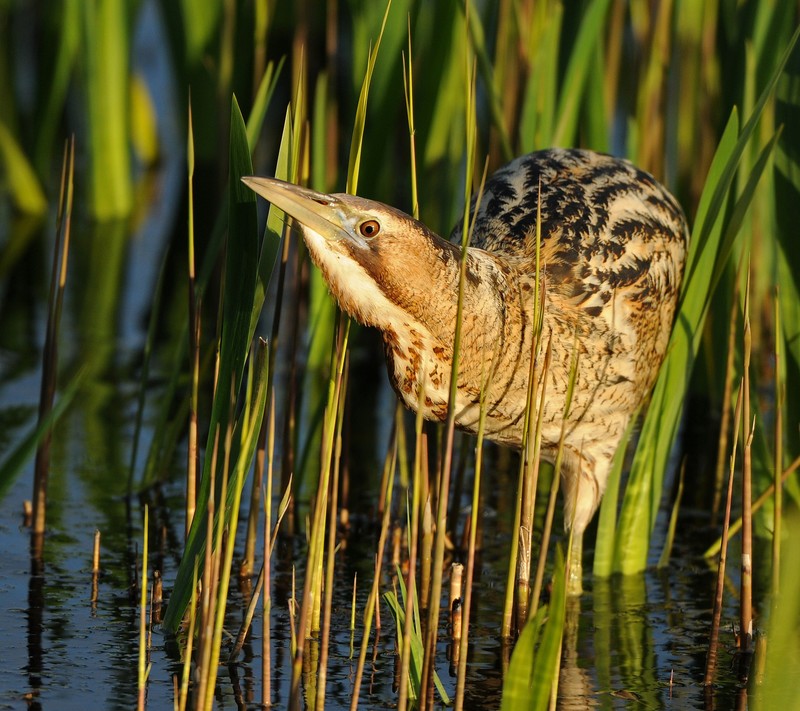 Bittern