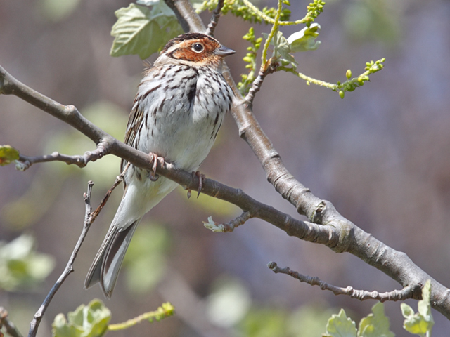 Little Bunting