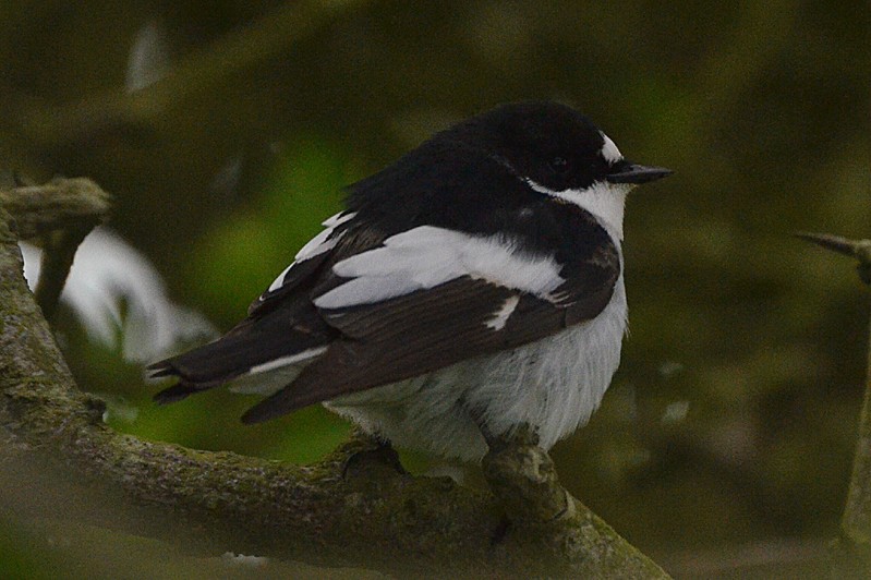 Atlas Flycatcher