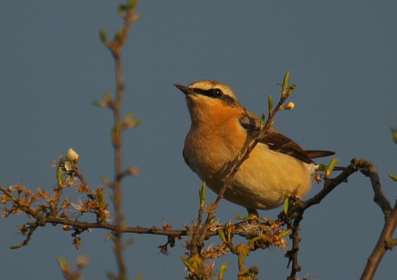 Wheatear