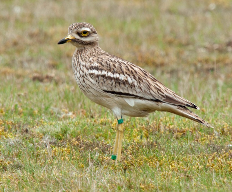 Stone Curlew