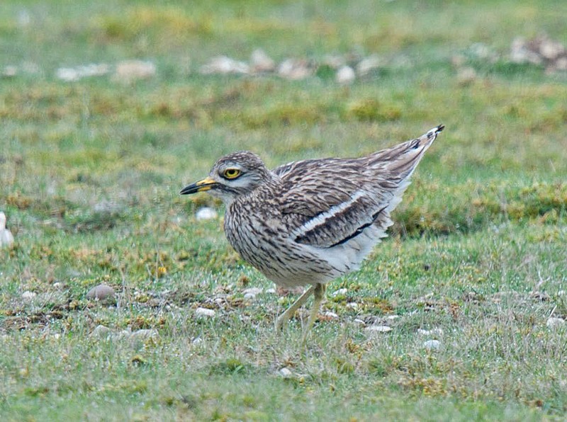 Stone Curlew