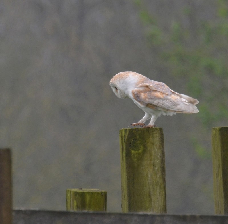 Barn Owl