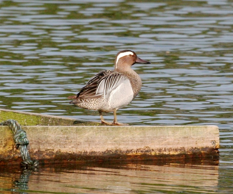 Garganey