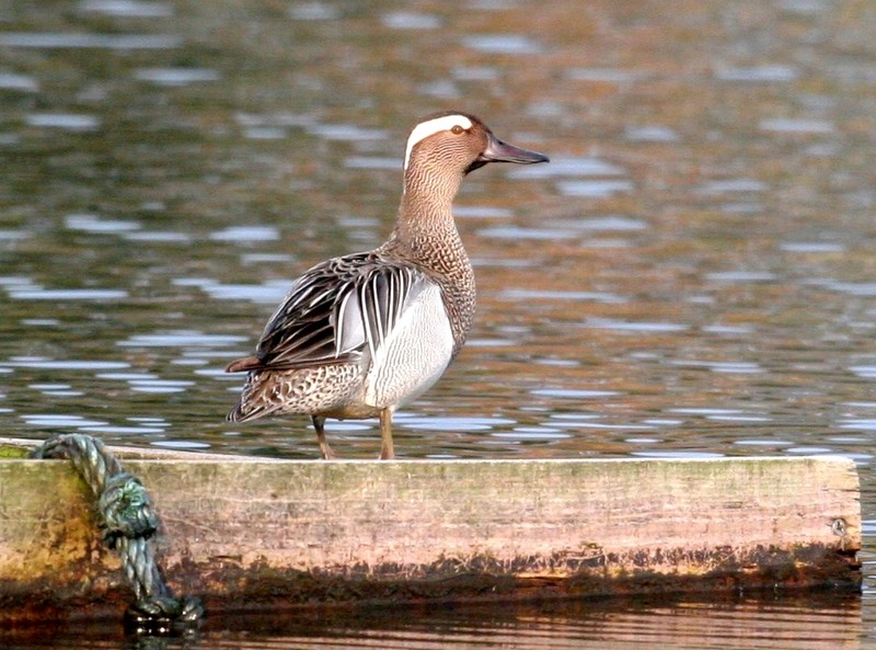 Garganey