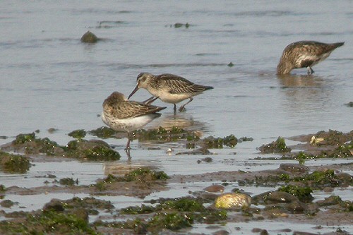 Broad-billed Sandpiper