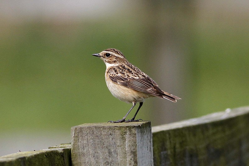Whinchat