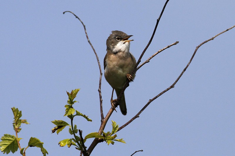 Whitethroat