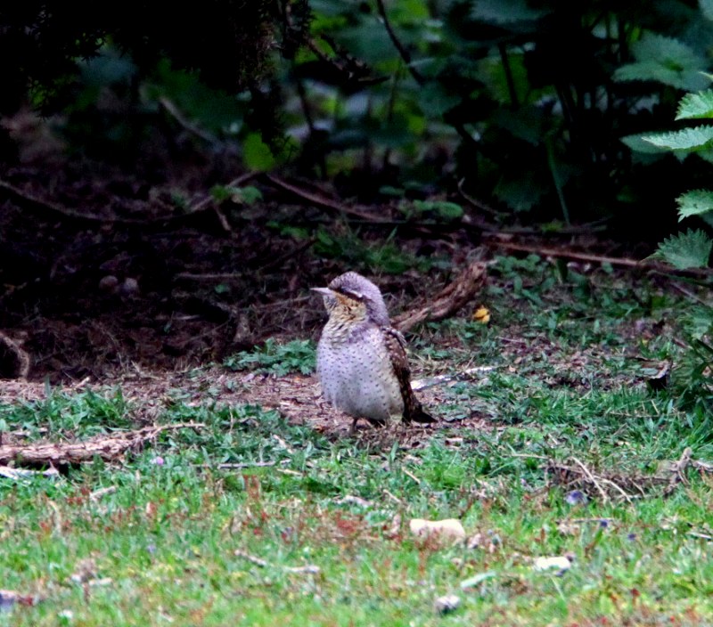 Wryneck