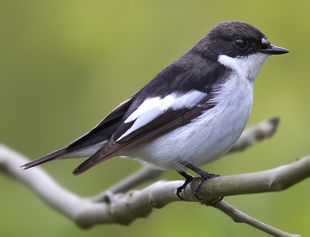 Pied Flycatcher