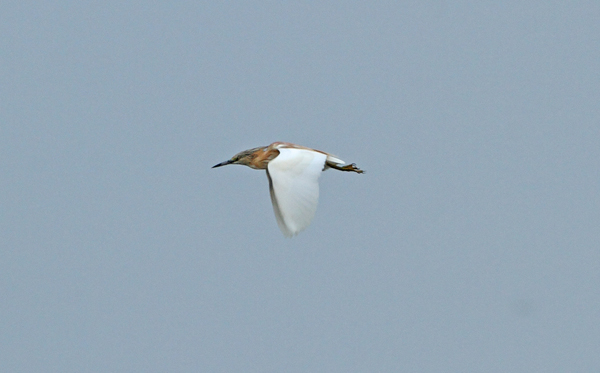 Squacco Heron