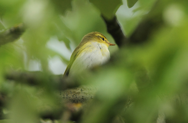 Wood Warbler