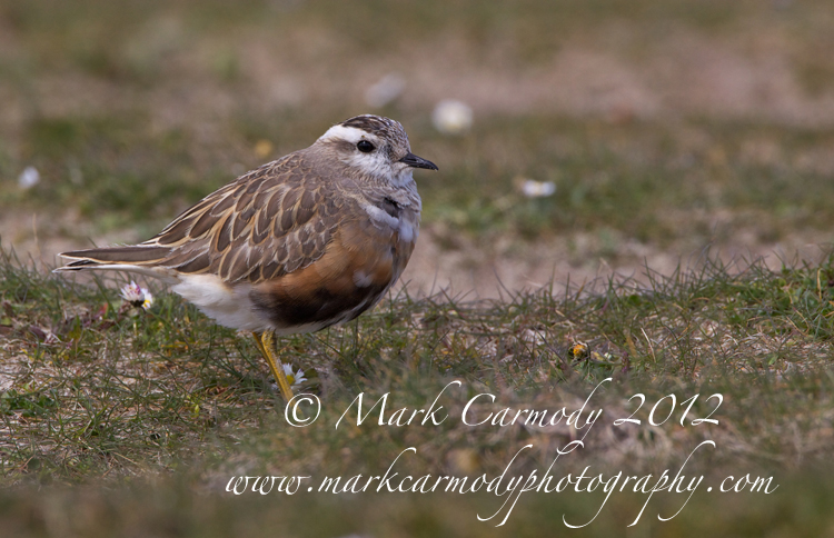Dotterel