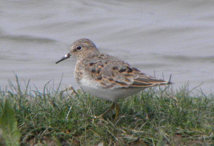Temminck's Stint