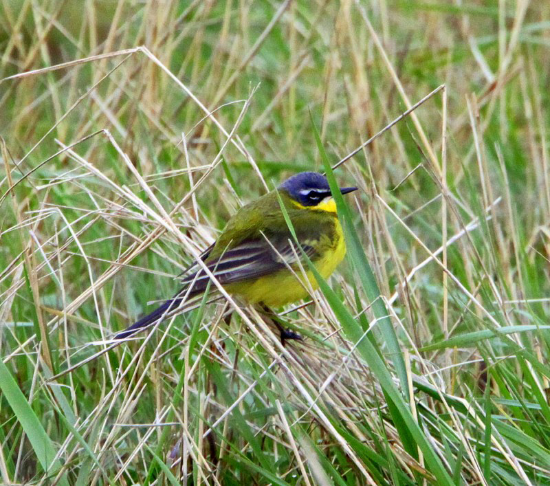 Blue-headed Wagtail