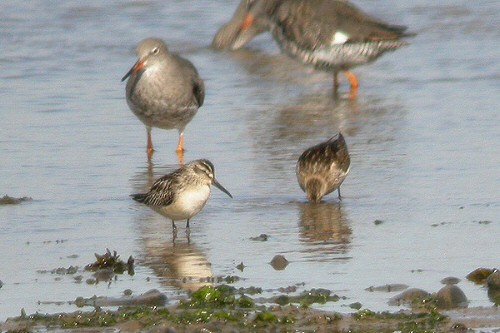 Broad-billed Sandpiper