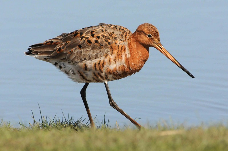 Black-tailed Godwit