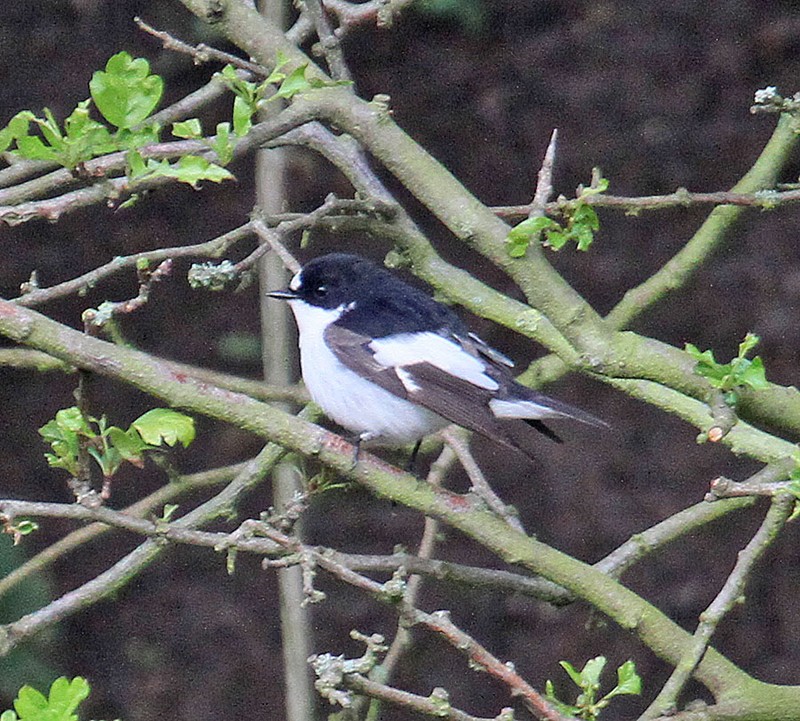 Atlas Flycatcher
