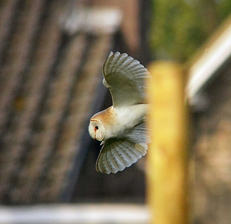Barn Owl