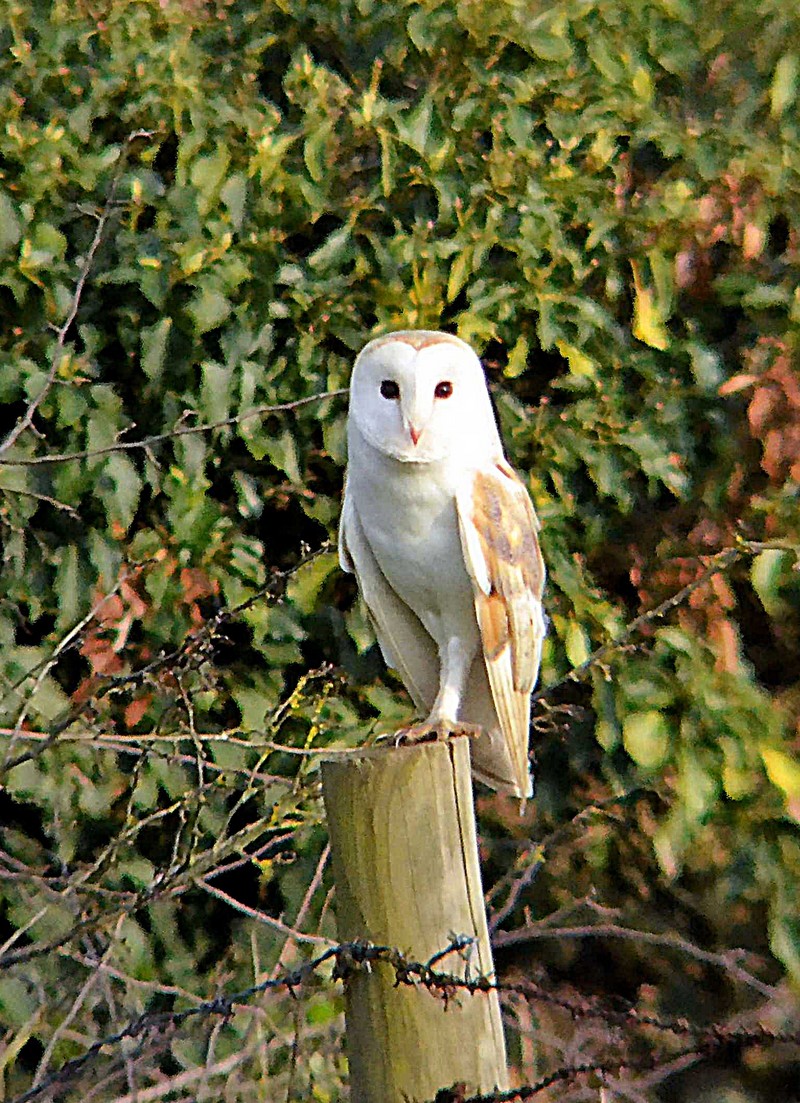 Barn Owl