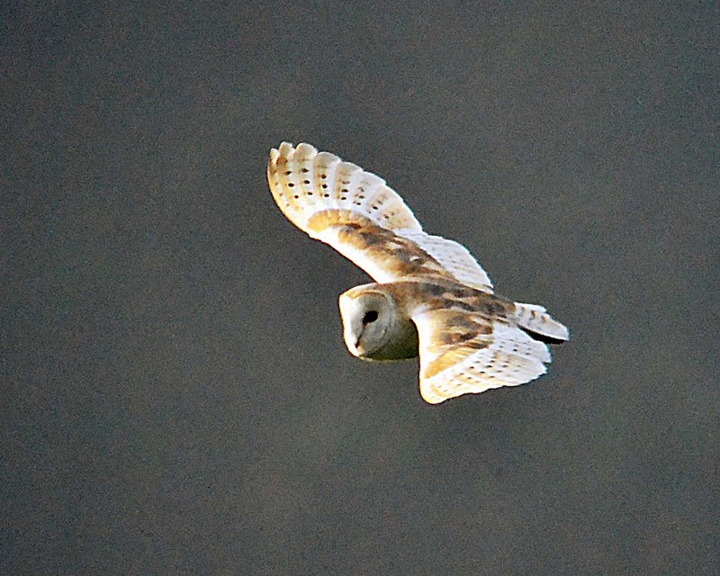 Barn Owl