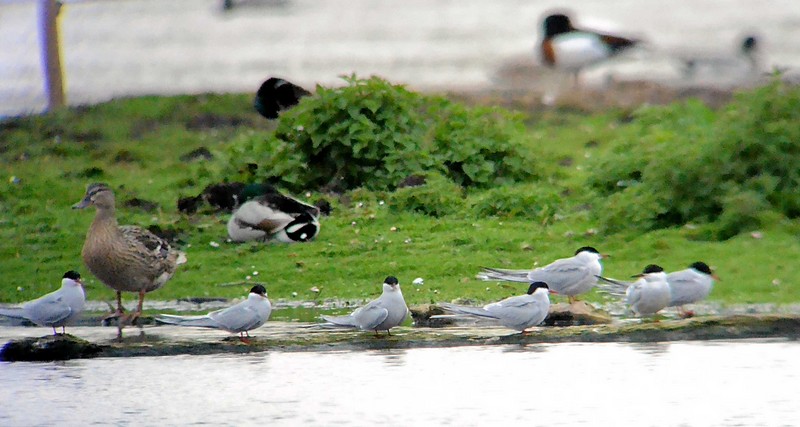 Arctic Tern