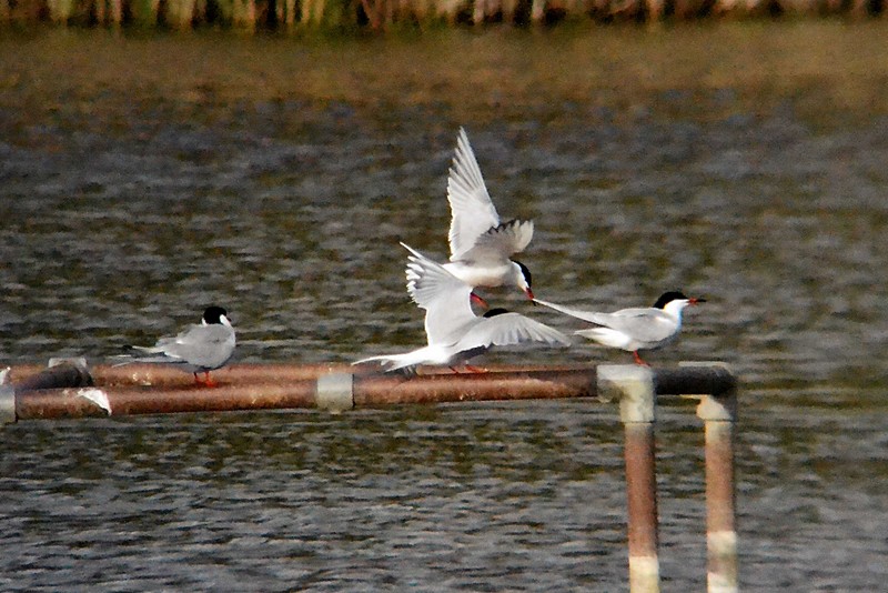 Common Tern