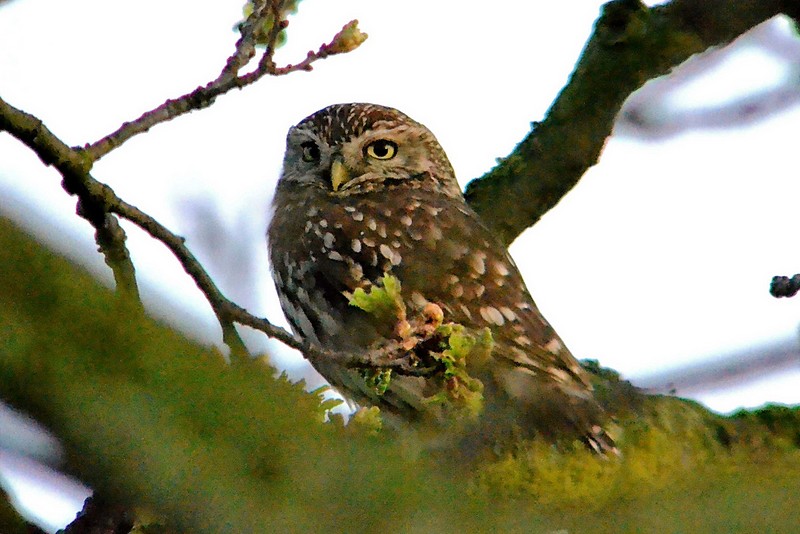 Little Owl