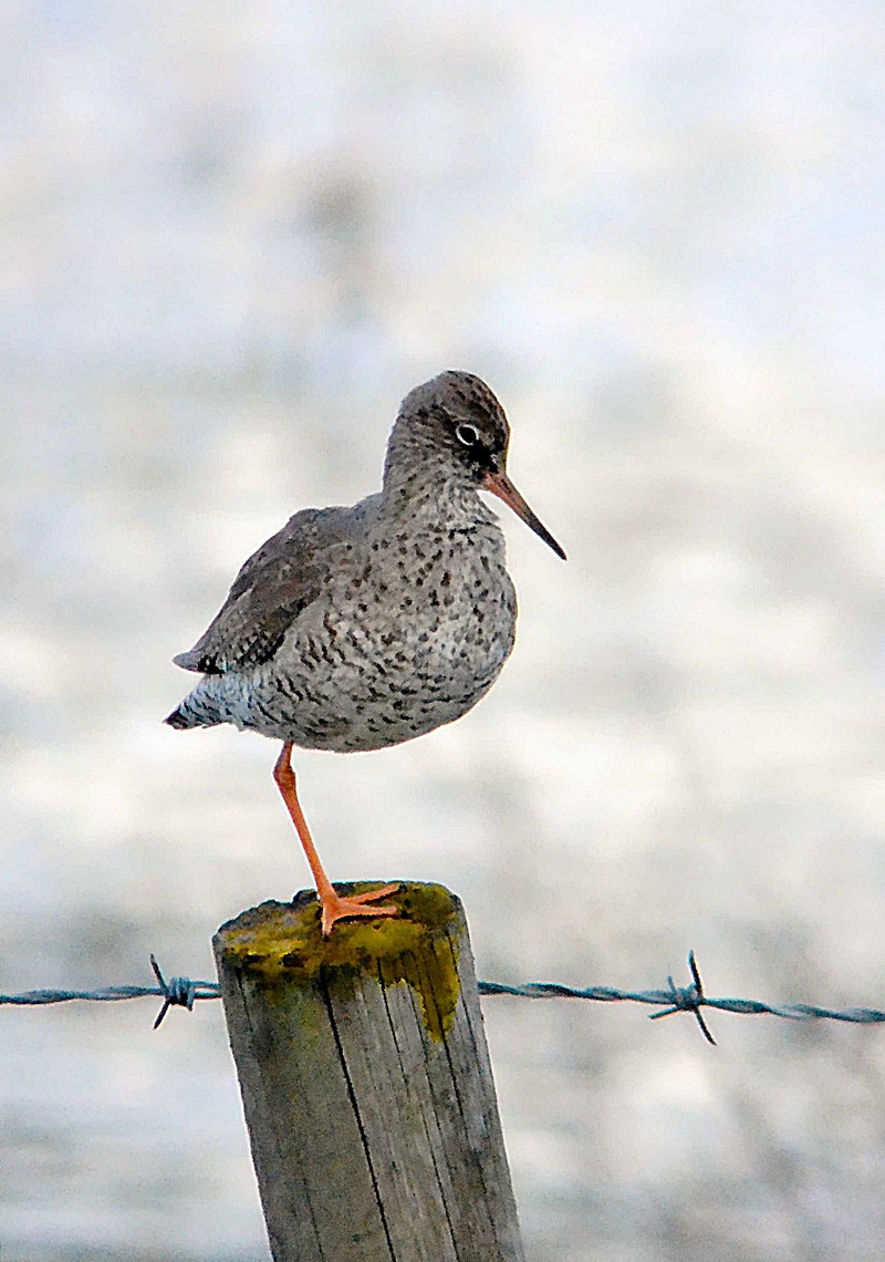 Redshank