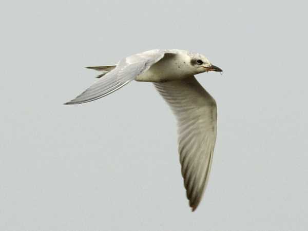 Gull-billed Tern