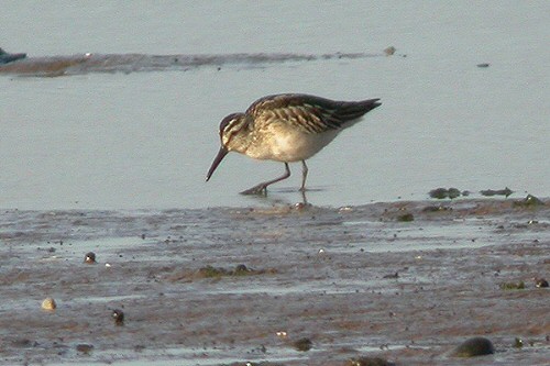 Broad-billed Sandpiper