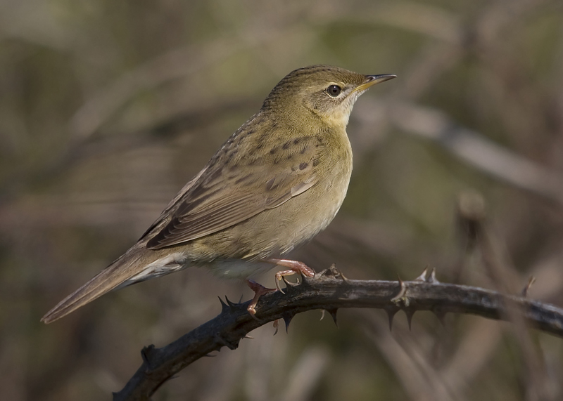 Grasshopper Warbler