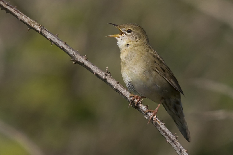 Grasshopper Warbler