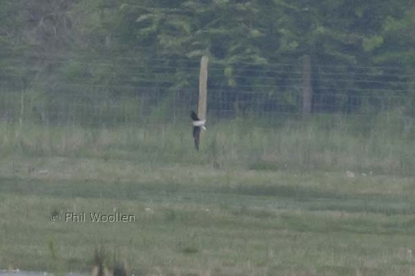Black-winged Pratincole