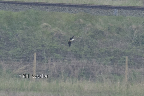 Black-winged Pratincole