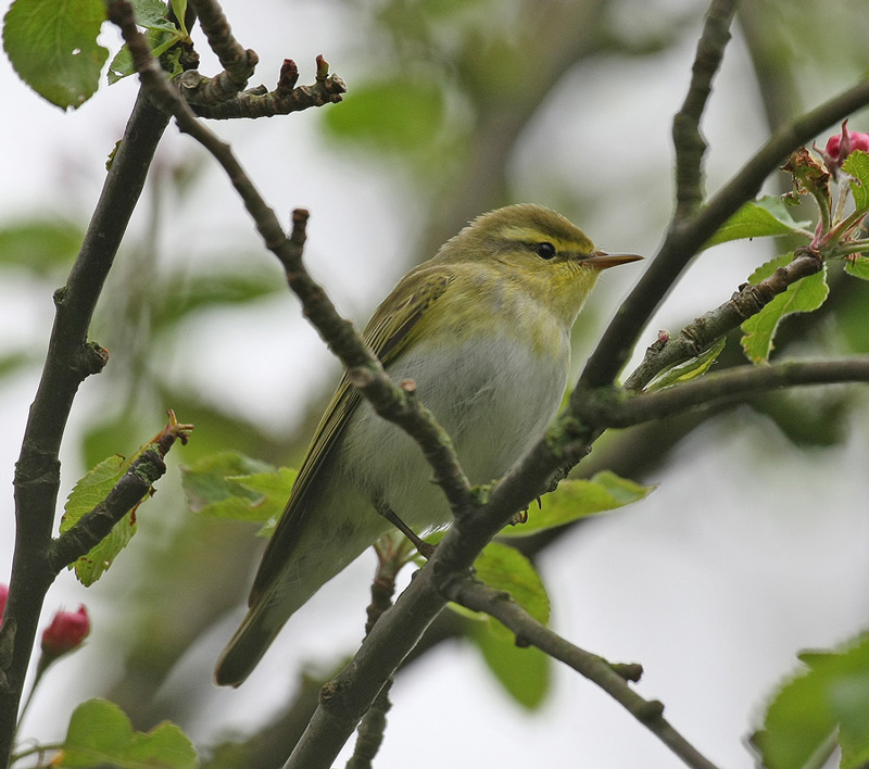 Wood Warbler