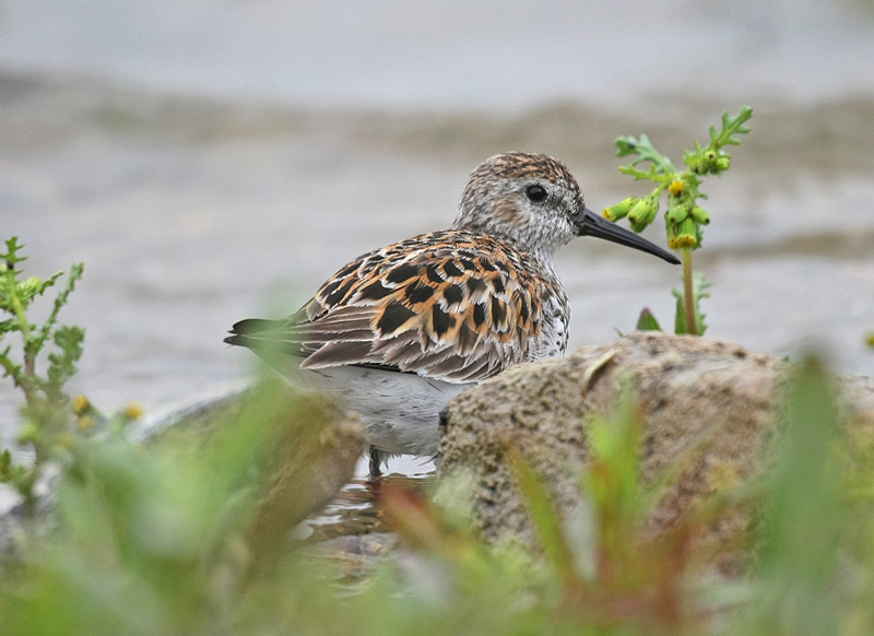 Dunlin
