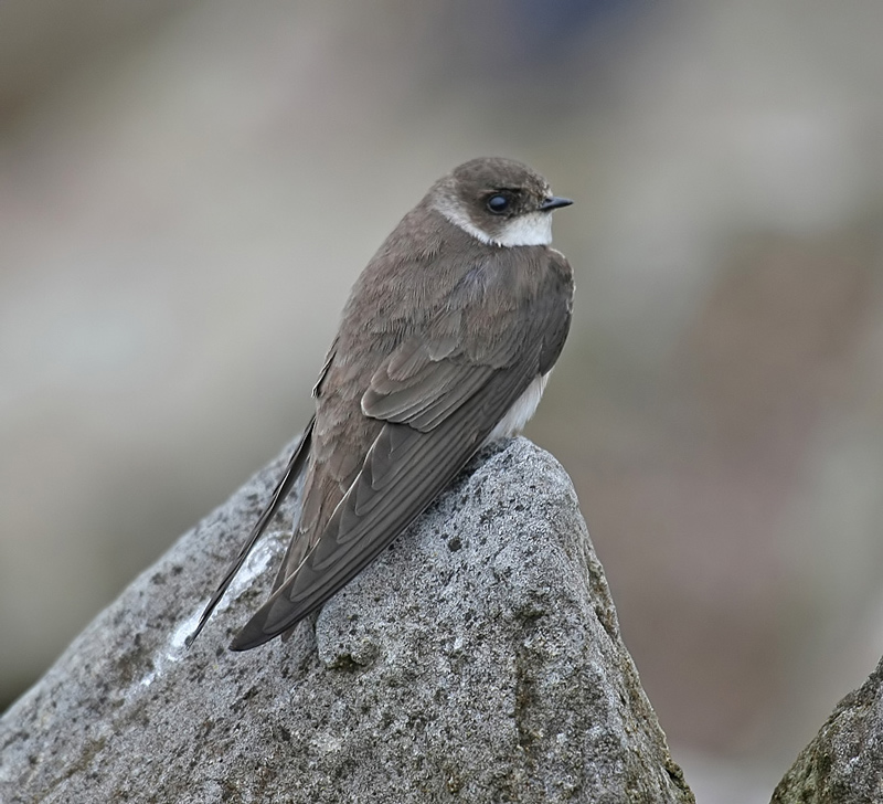 Sand Martin