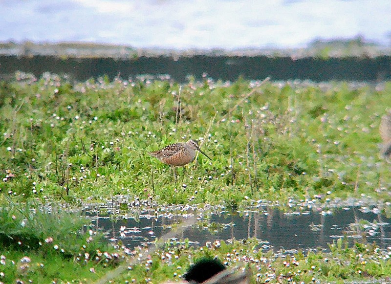 Long-billed Dowitcher